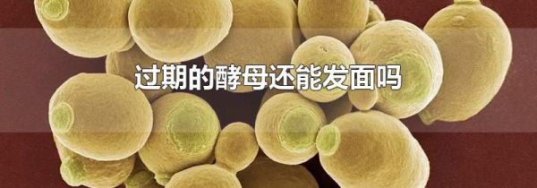 过期的酵母还能发面吗