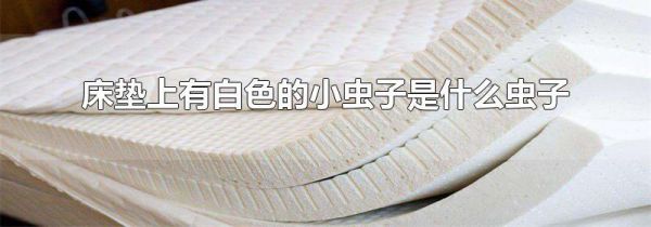 床垫上有白色的小虫子是什么虫子