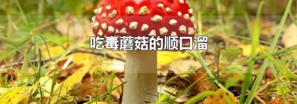 吃毒蘑菇的顺口溜