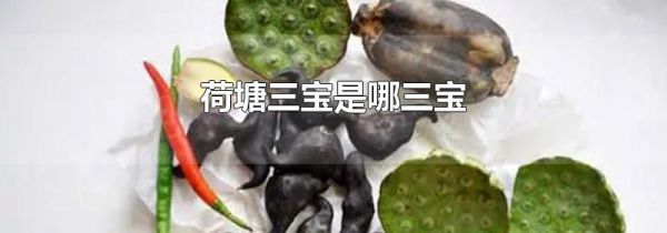 荷塘三宝是哪三宝