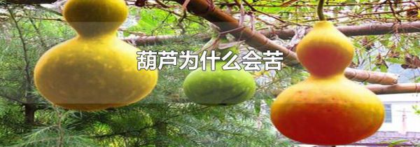 葫芦为什么会苦