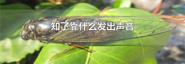 知了靠什么发出声音