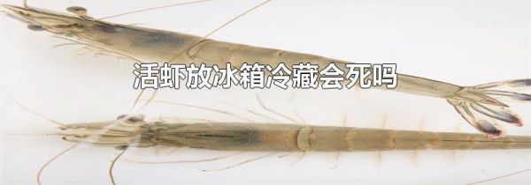活虾放冰箱冷藏会死吗