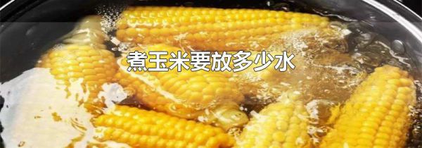 煮玉米要放多少水