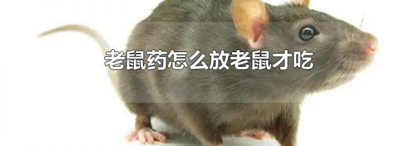 老鼠药怎么放老鼠才吃