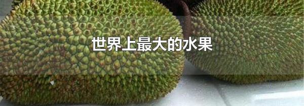 世界上最大的水果