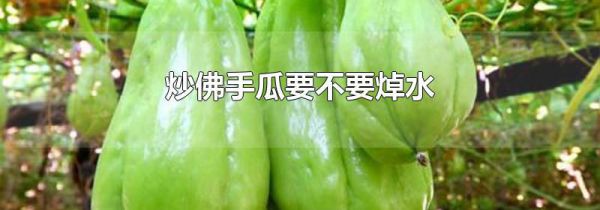 炒佛手瓜要不要焯水