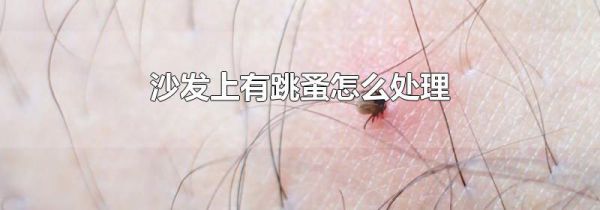 沙发上有跳蚤怎么处理