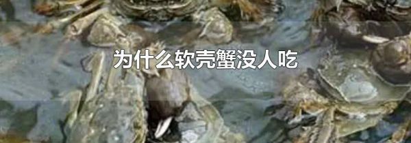 为什么软壳蟹没人吃