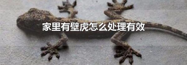 家里有壁虎怎么处理有效