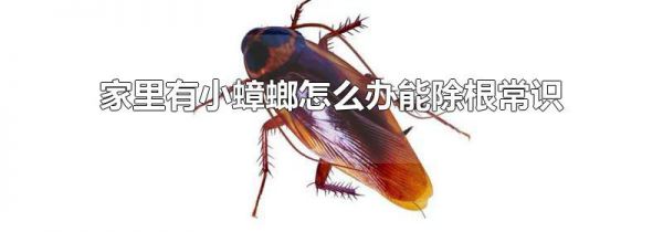 家里有小蟑螂怎么办能除根常识