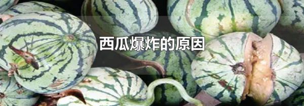 西瓜爆炸的原因