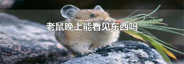 老鼠晚上能看见东西吗