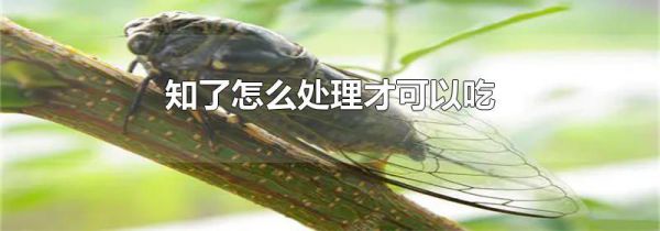 知了怎么处理才可以吃