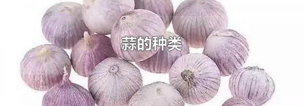 蒜的种类