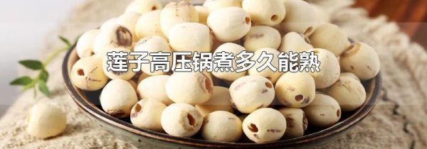 莲子高压锅煮多久能熟