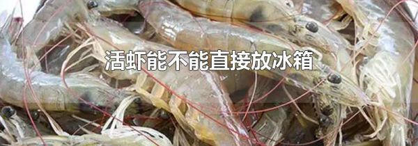 活虾能不能直接放冰箱
