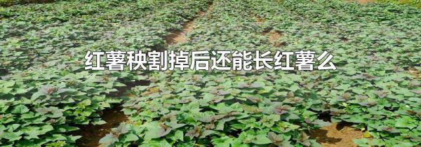 红薯秧割掉后还能长红薯么
