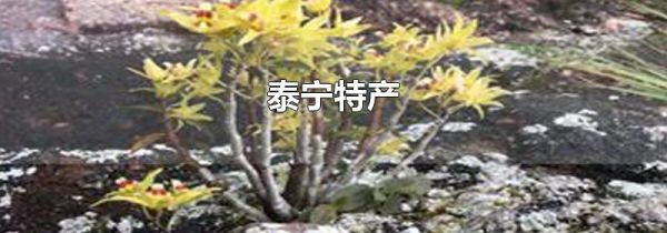 泰宁特产