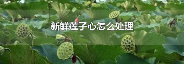 新鲜莲子心怎么处理