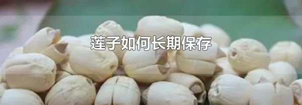 莲子如何长期保存