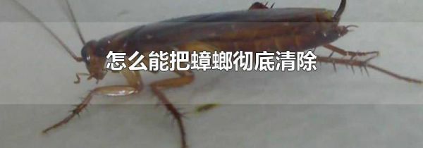 怎么能把蟑螂彻底清除