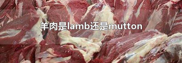 羊肉是lamb还是mutton