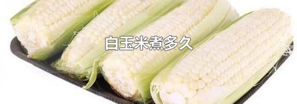 白玉米煮多久