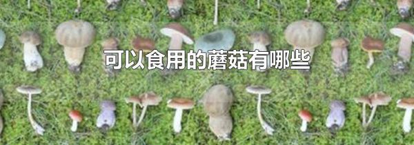 可以食用的蘑菇有哪些