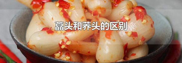 藠头和荞头的区别