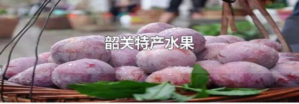 韶关特产水果