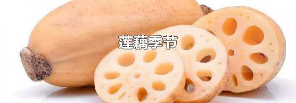 莲藕季节