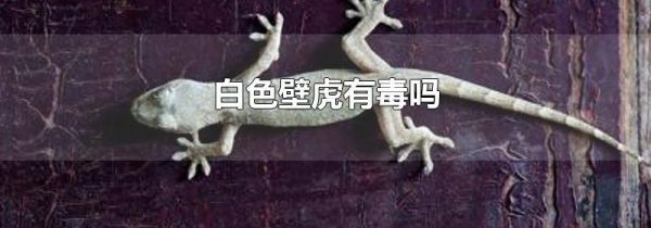 白色壁虎有毒吗