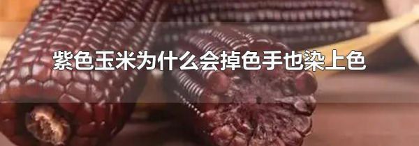 紫色玉米为什么会掉色手也染上色