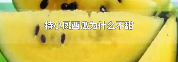 特小凤西瓜为什么不甜