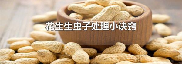 花生生虫子处理小诀窍