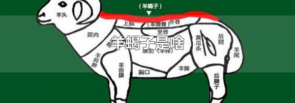 羊蝎子是啥