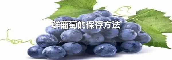 鲜葡萄的保存方法