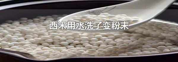 西米用水洗了变粉末