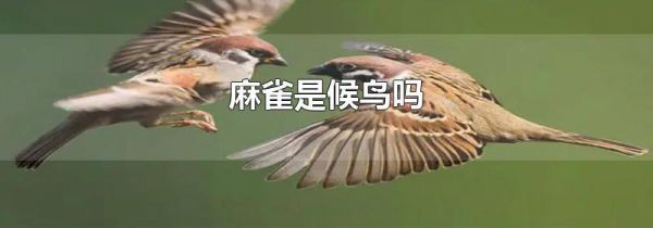 麻雀是候鸟吗