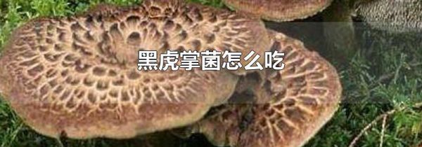 黑虎掌菌怎么吃
