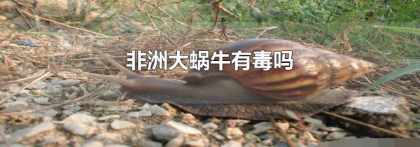 非洲大蜗牛有毒吗