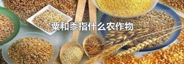 粟和黍指什么农作物