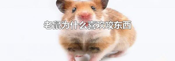 老鼠为什么喜欢咬东西