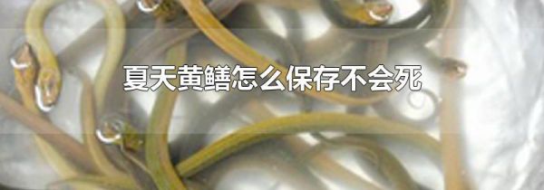 夏天黄鳝怎么保存不会死