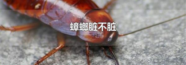 蟑螂脏不脏