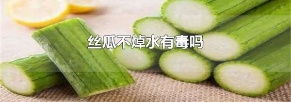 丝瓜不焯水有毒吗