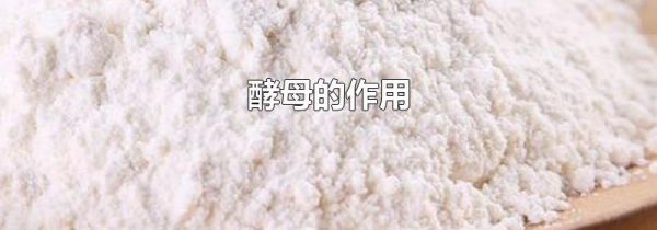 酵母的作用