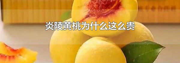 炎陵黄桃为什么这么贵