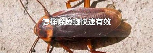 怎样除蟑螂快速有效